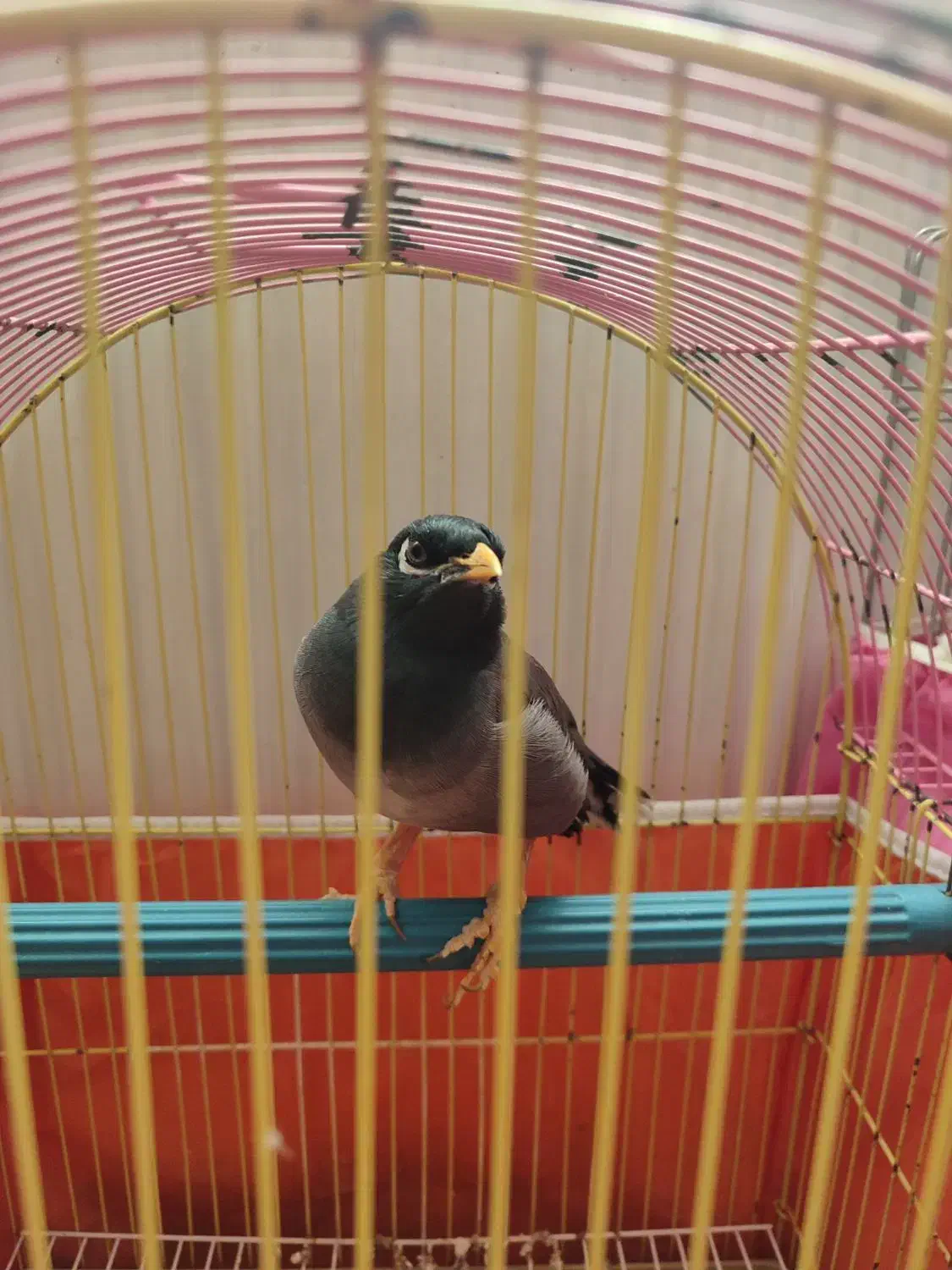 مرغ مینا سخنگو|پرنده|اندیشه, اندیشه فاز ۳|دیوار