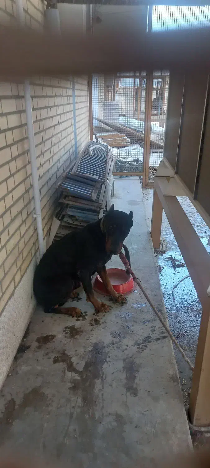 سگ دوبرمن نر صد درصد با اصالت|سگ|شیراز, شهرک صنعتی شیراز|دیوار