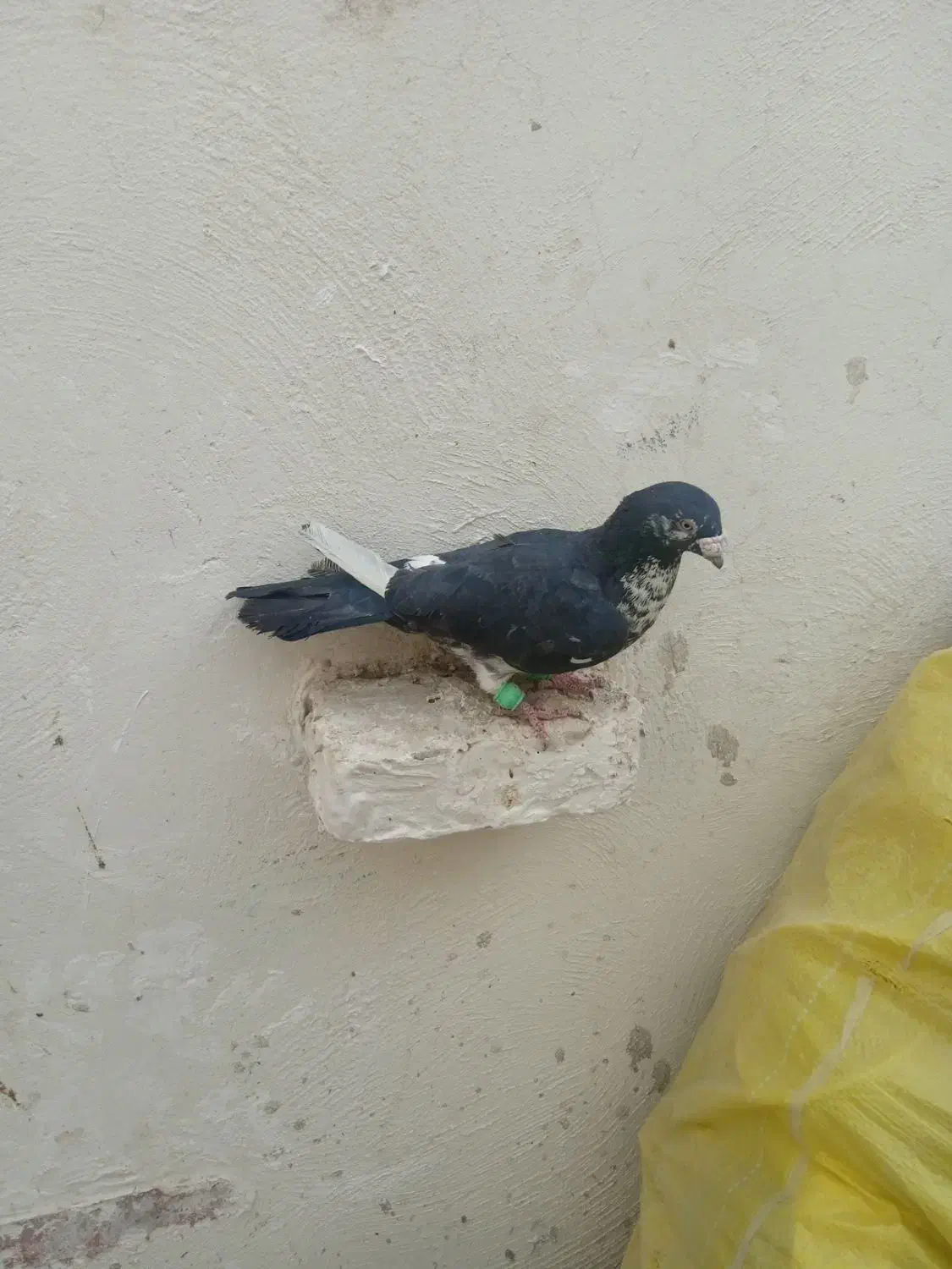 نر نابلد در خاش|پرنده|خاش, |دیوار