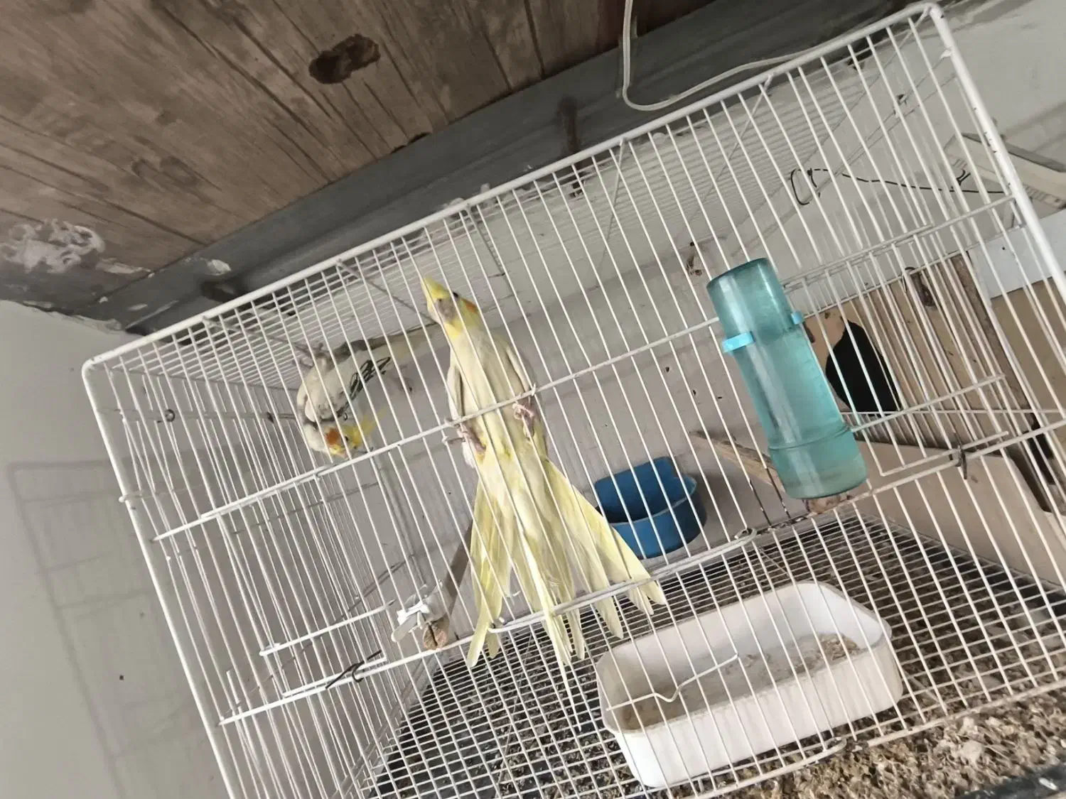 تعدادی عروس هلندی جفت و مولد و جوجه عروس|پرنده|بومهن, |دیوار