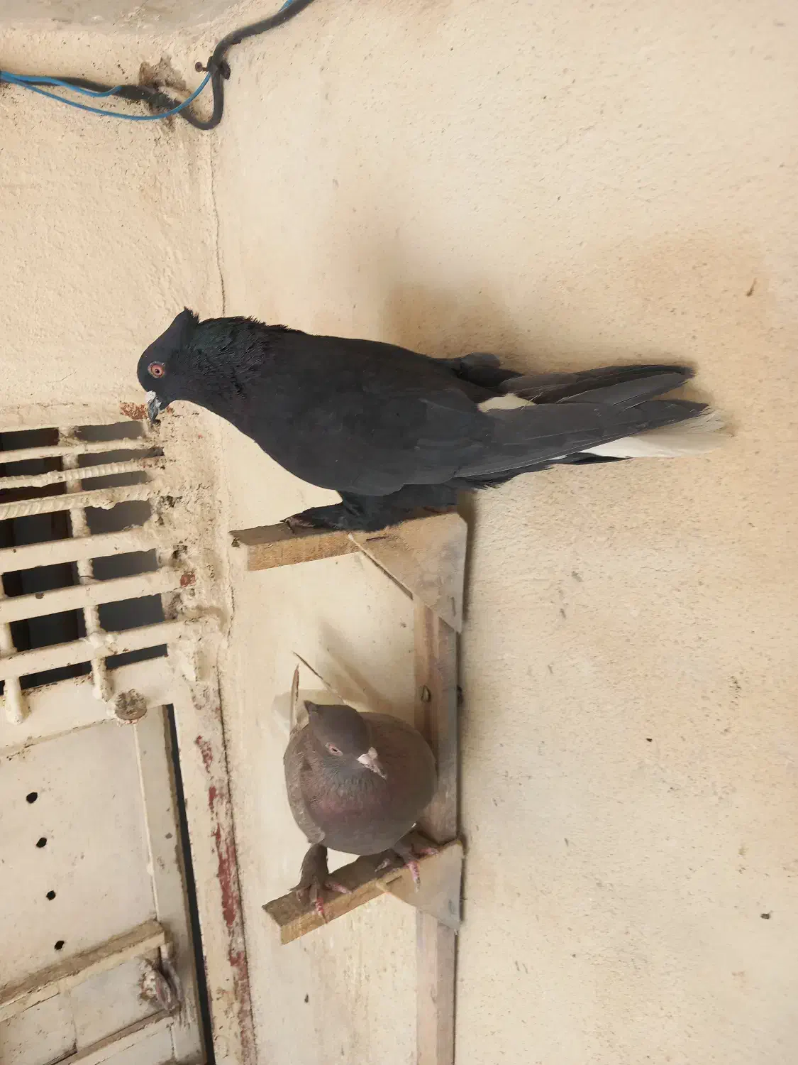 کفتر کبوتر دم سفید|پرنده|شیراز, نیستان|دیوار