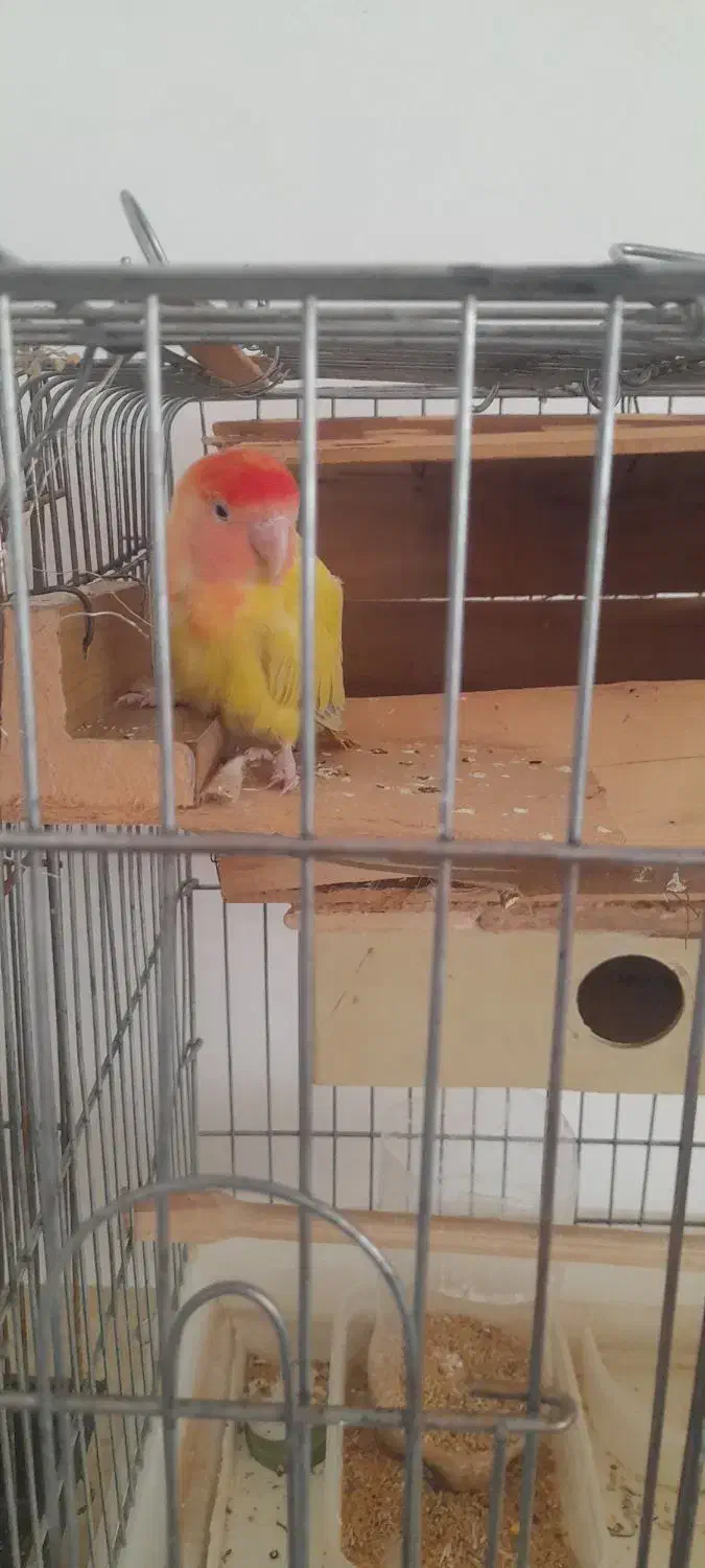 ۲ عدد طوطی برزیلی|پرنده|پاکدشت, حصار امیر|دیوار