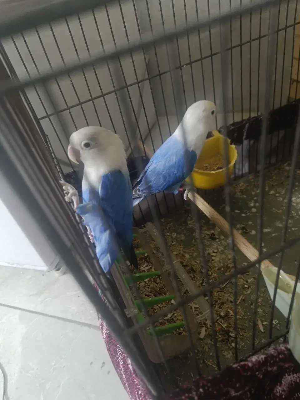 جفت برزیلی مولد معاوضه|پرنده|ری, دولتآباد|دیوار