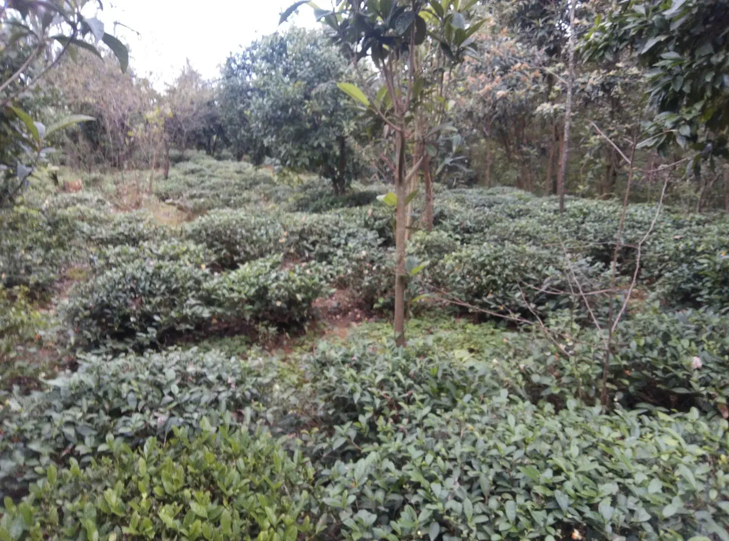 زمین کشاورزی مناسب برای گلخانه|فروش زمین و ملک کلنگی|واجارگاه, |دیوار