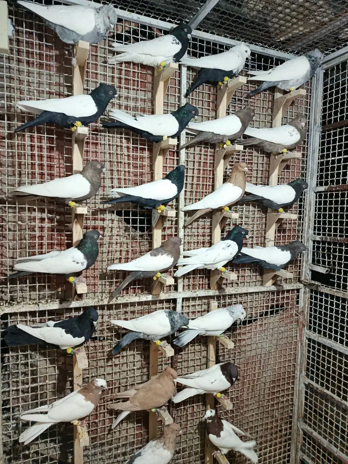 دسته.رنگی.سینه دم سفید طوقی کله|پرنده|مرودشت, تخت جمشید|دیوار