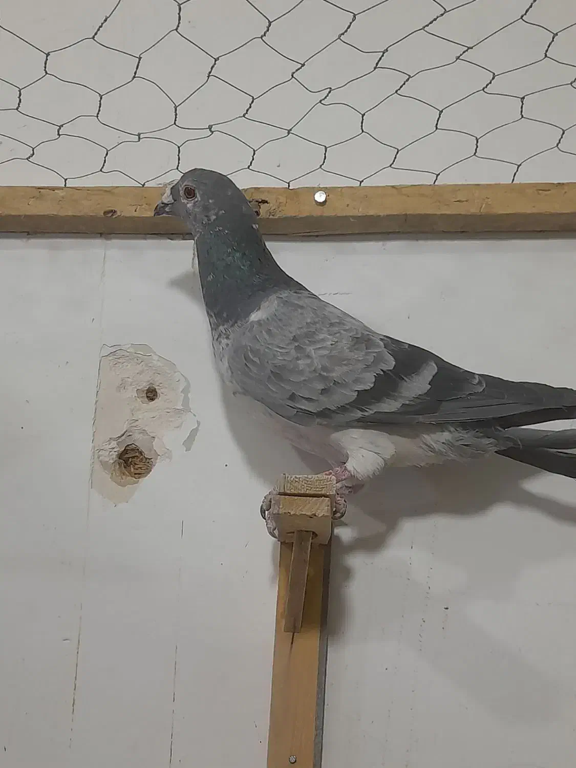 کفتر پرشی کفتر بوم|پرنده|کاشمر, |دیوار