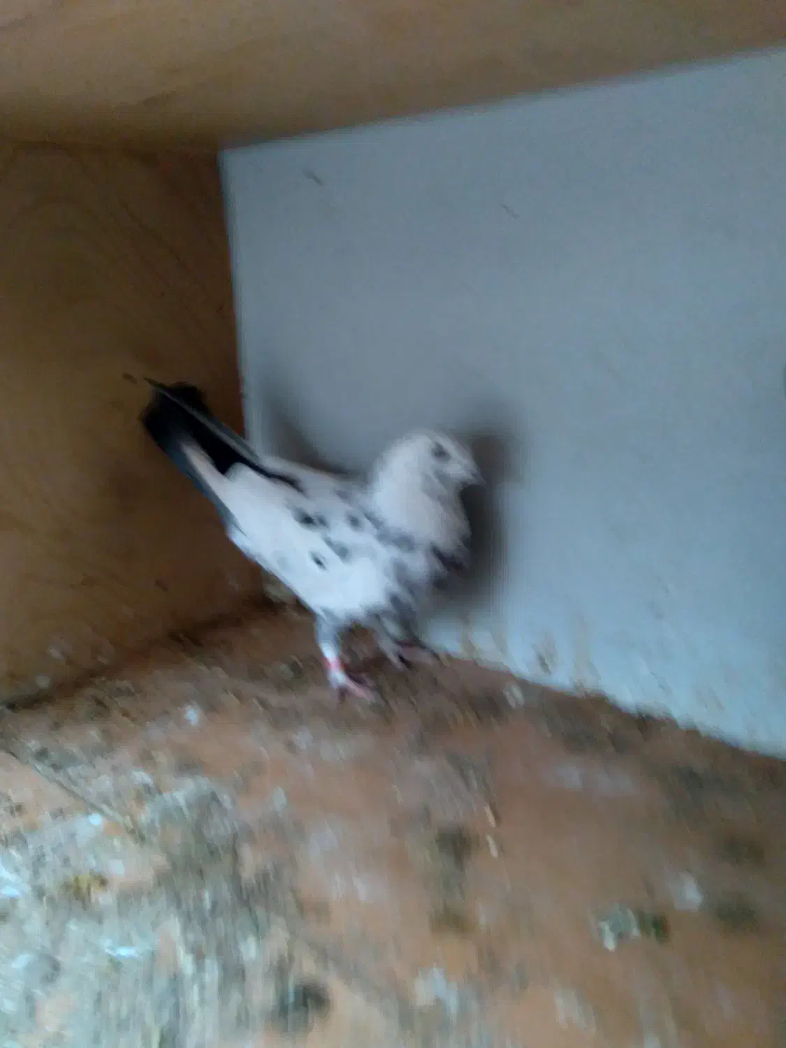 کبوتر طوقی و تهرانی|پرنده|هشتگرد, شهرک بعثت|دیوار