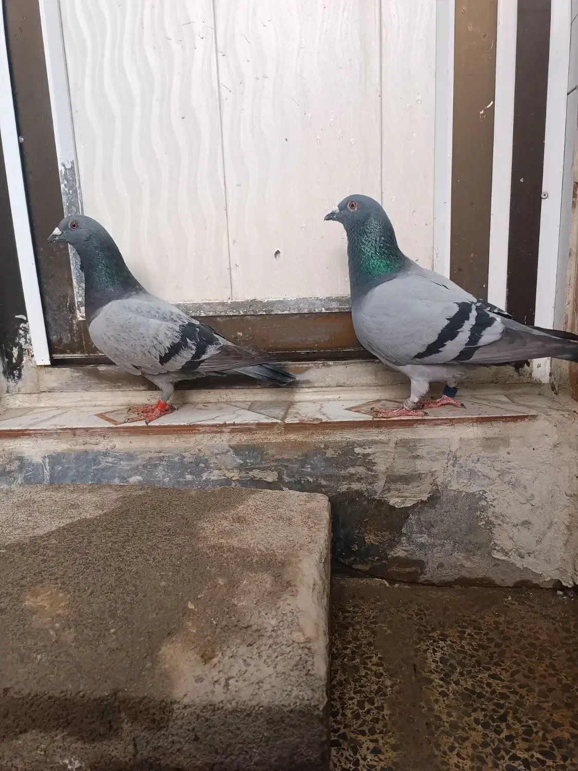 ۸عدد مسافتی|پرنده|سوسنگرد, |دیوار