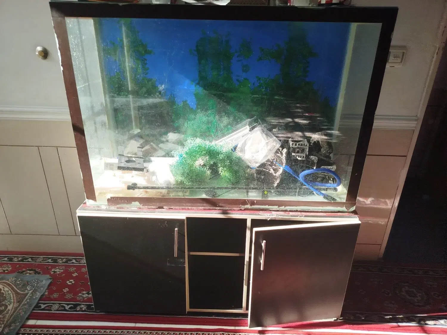 اکواریوم|ماهی|شیراز, بازار|دیوار