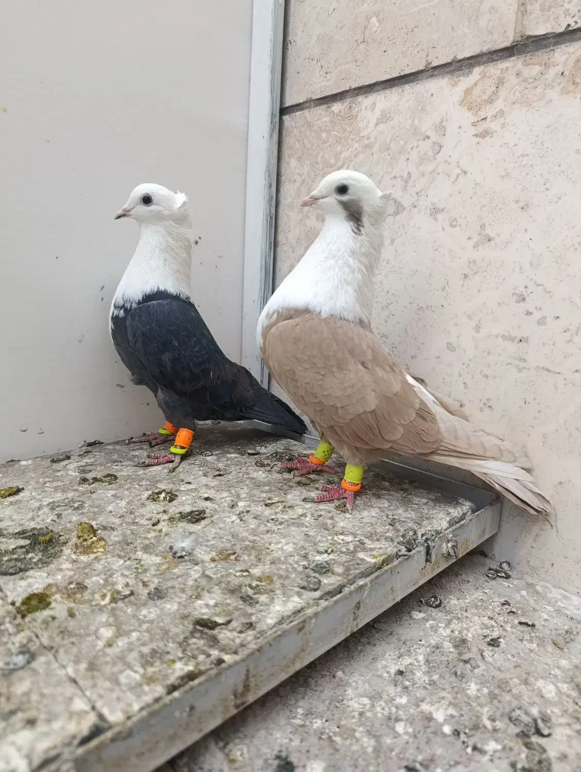 نروماده کلاغ هفت رنگ کاکلی|پرنده|تربتحیدریه, مظفریه|دیوار