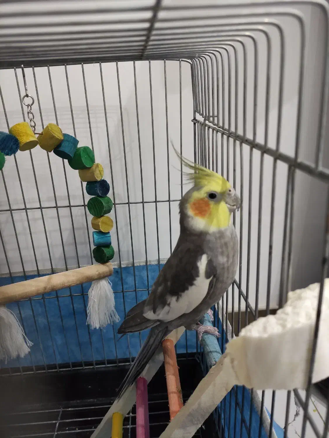 عروس هلندی|پرنده|الوند, |دیوار