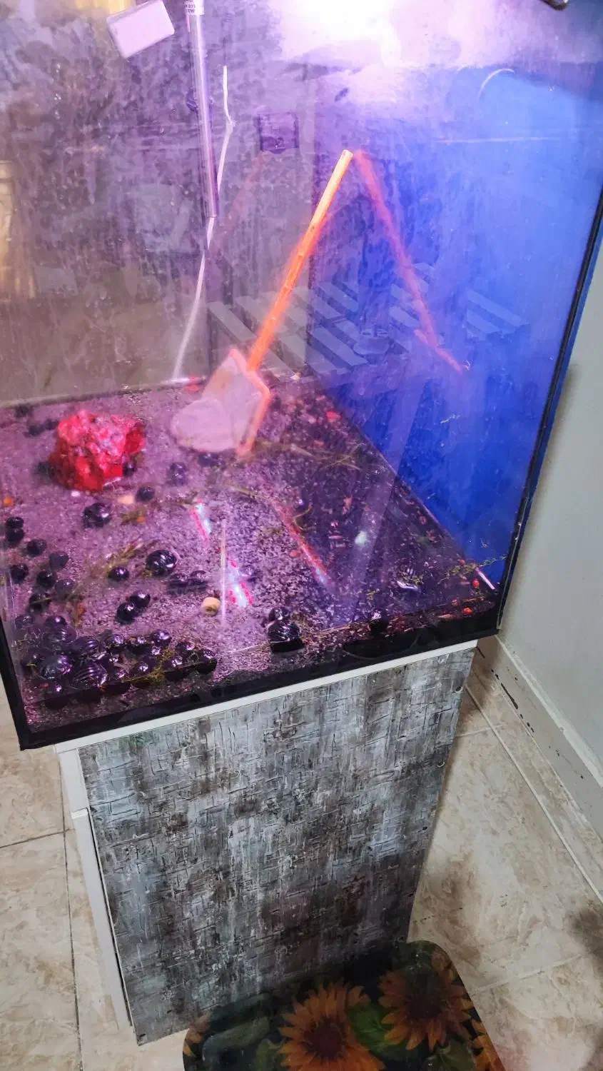 اکواریوم شیشه ریملس|ماهی|اهواز, آریاشهر|دیوار