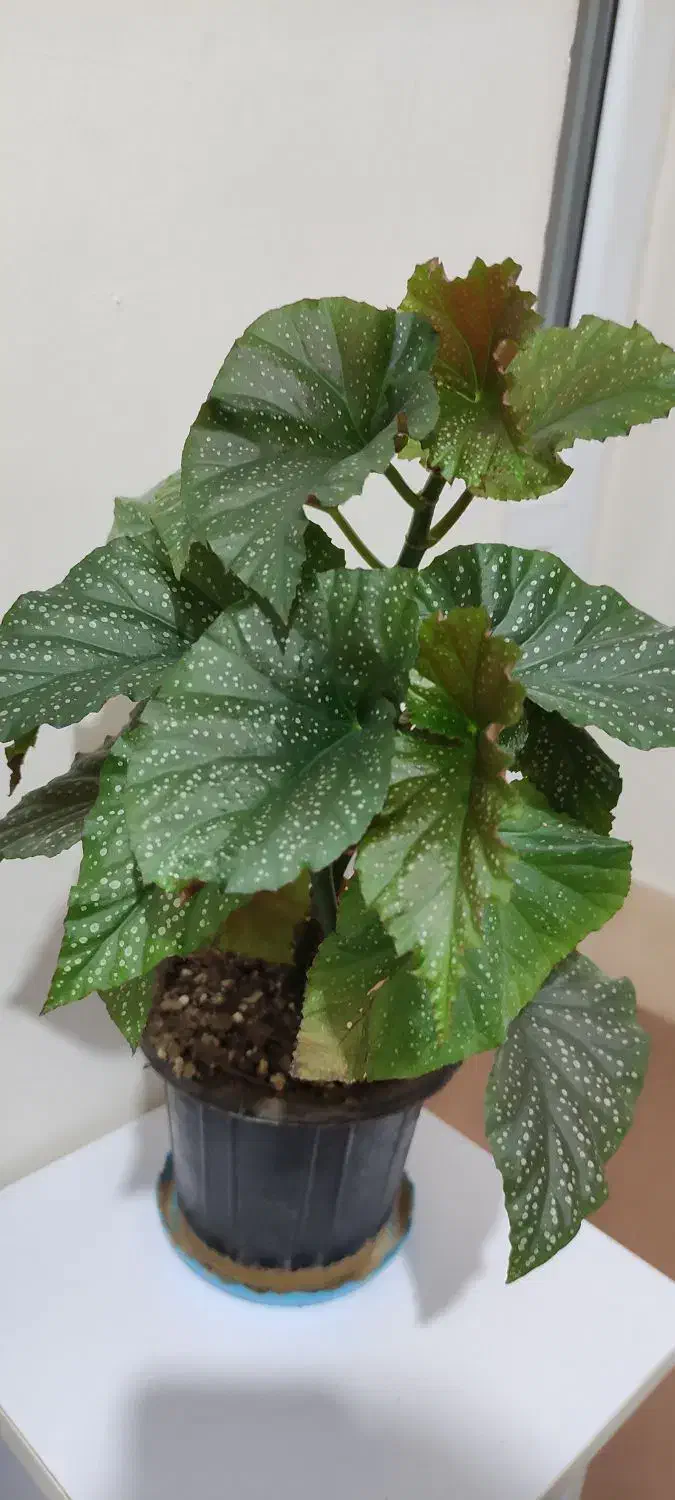 گل بگونیا خالدار|گل و گیاه طبیعی|زنجان, |دیوار