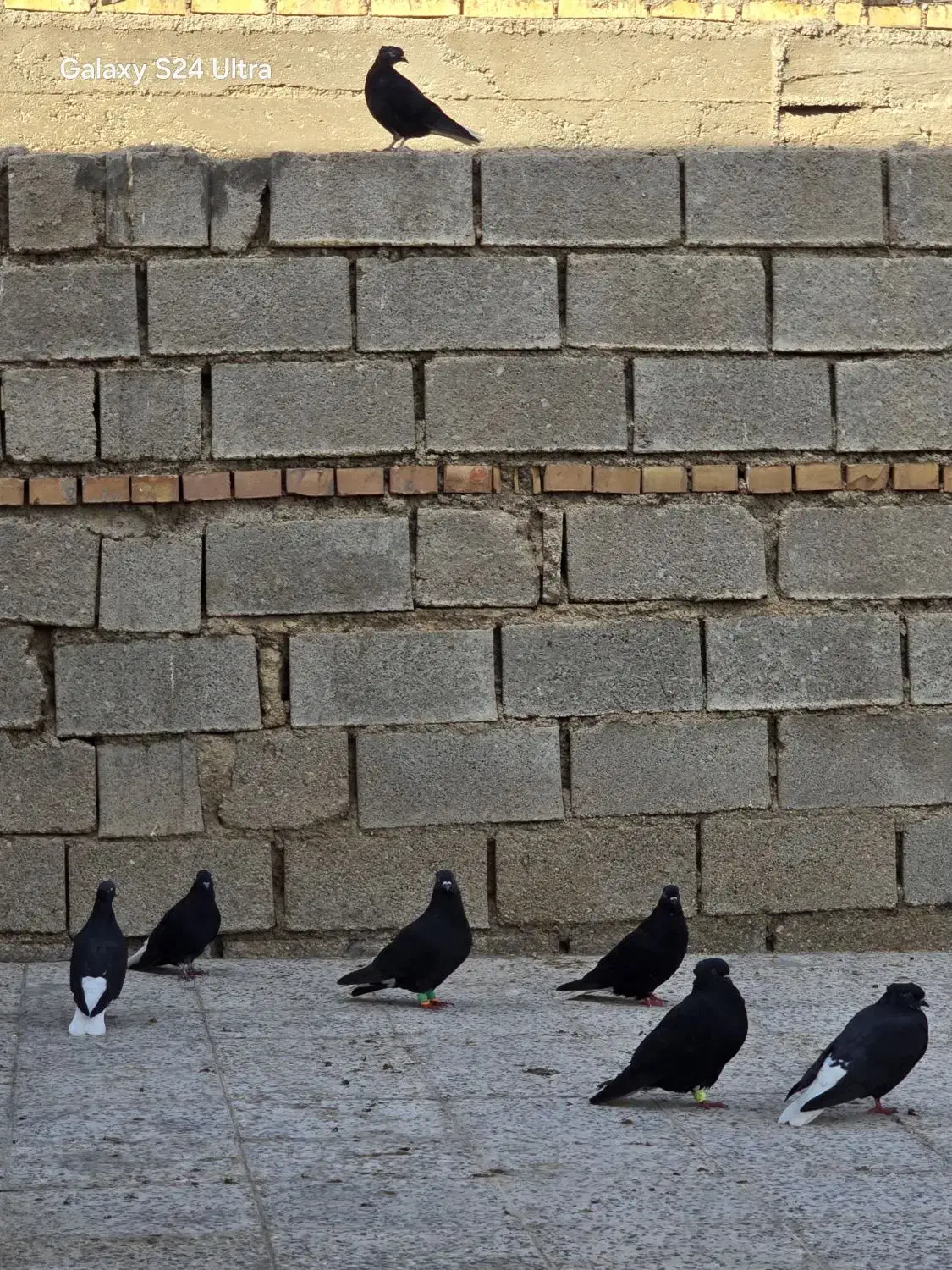 فروش کته رنگی دمسفید|پرنده|رامشیر, |دیوار