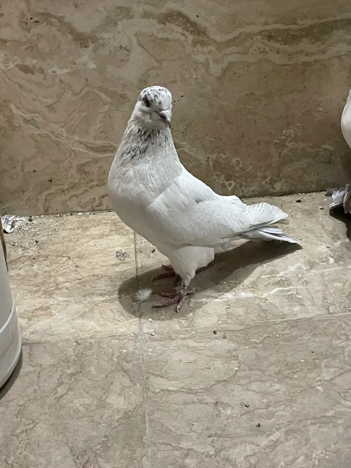 کفتر جفت|پرنده|تهران, هفده شهریور|دیوار