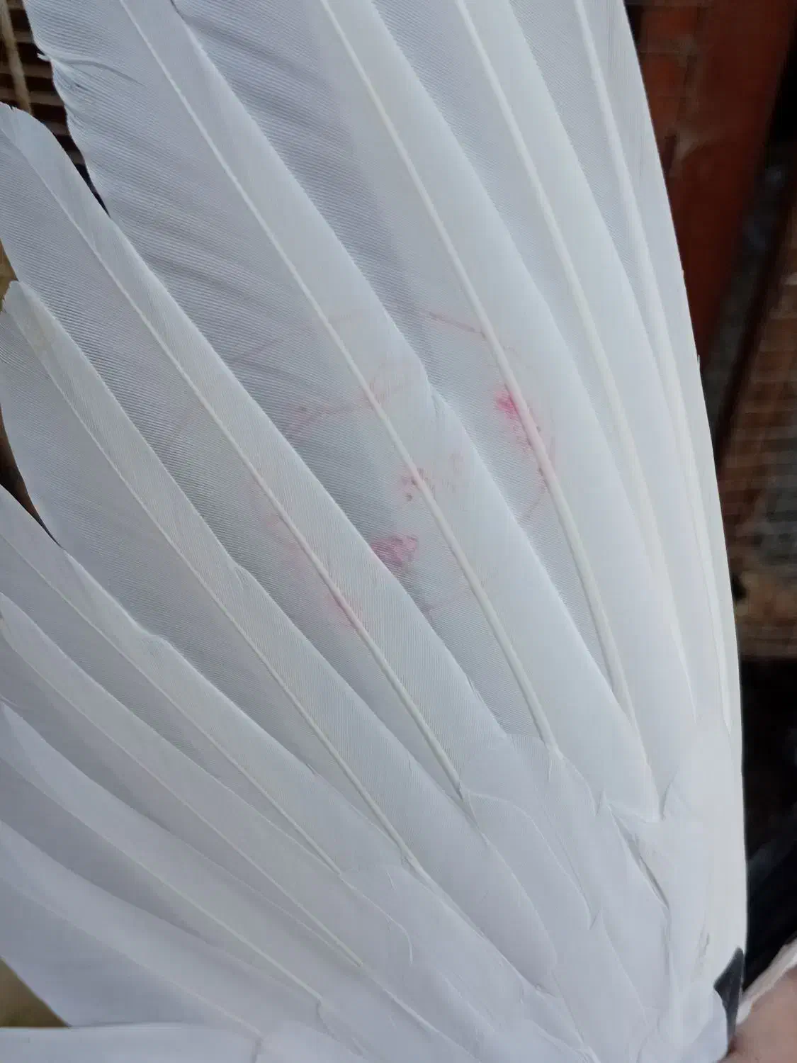 کبوتر    بندرگز|پرنده|گرگان, |دیوار