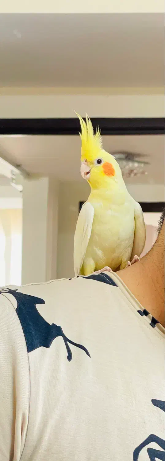 یک جفت‌ عروس|پرنده|قم, دورشهر|دیوار