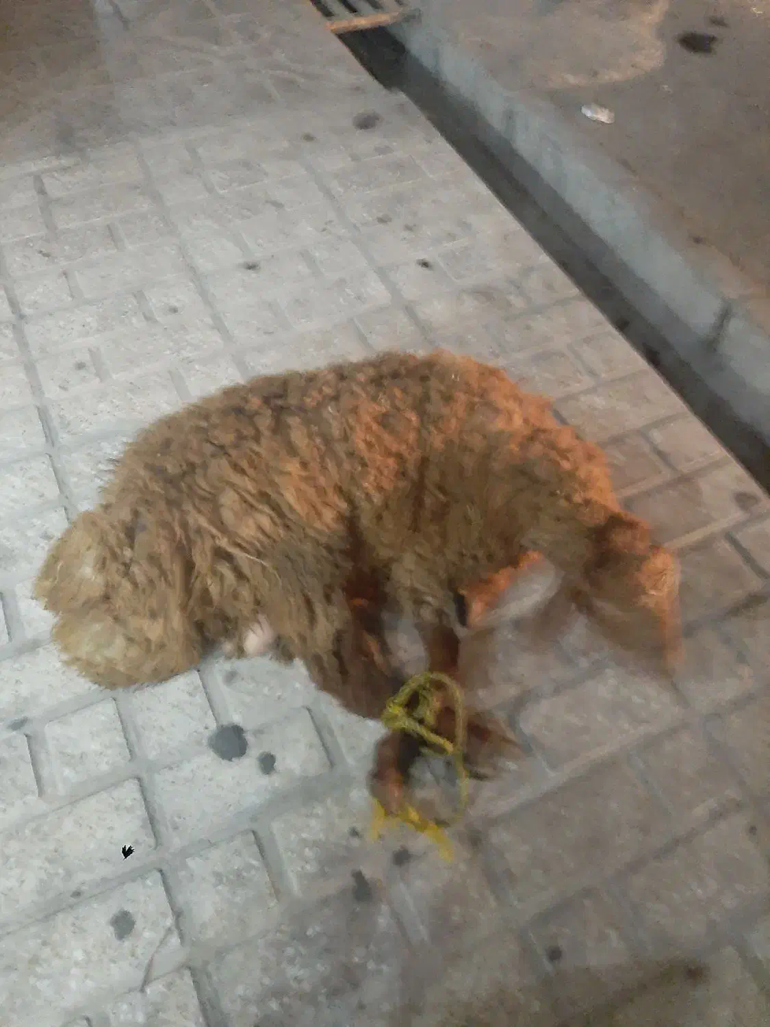 قصاب و سلاخ ذبح گوساله و گوسفند|خدمات پذیرایی، مراسم|اسلامشهر, شهرک مهدیه|دیوار