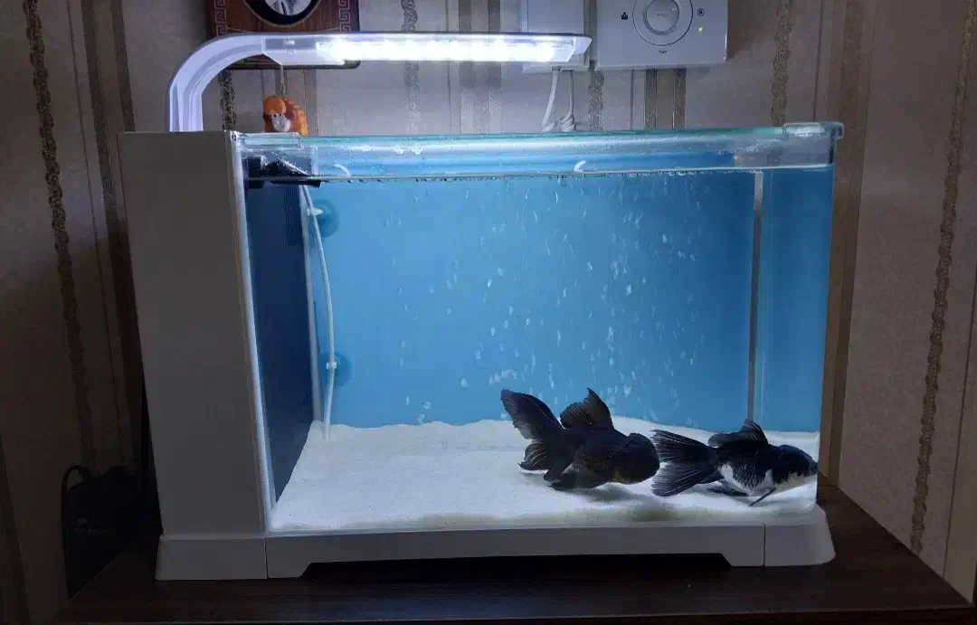 آکواریوم سامپ دلسا B103|ماهی|قزوین, |دیوار