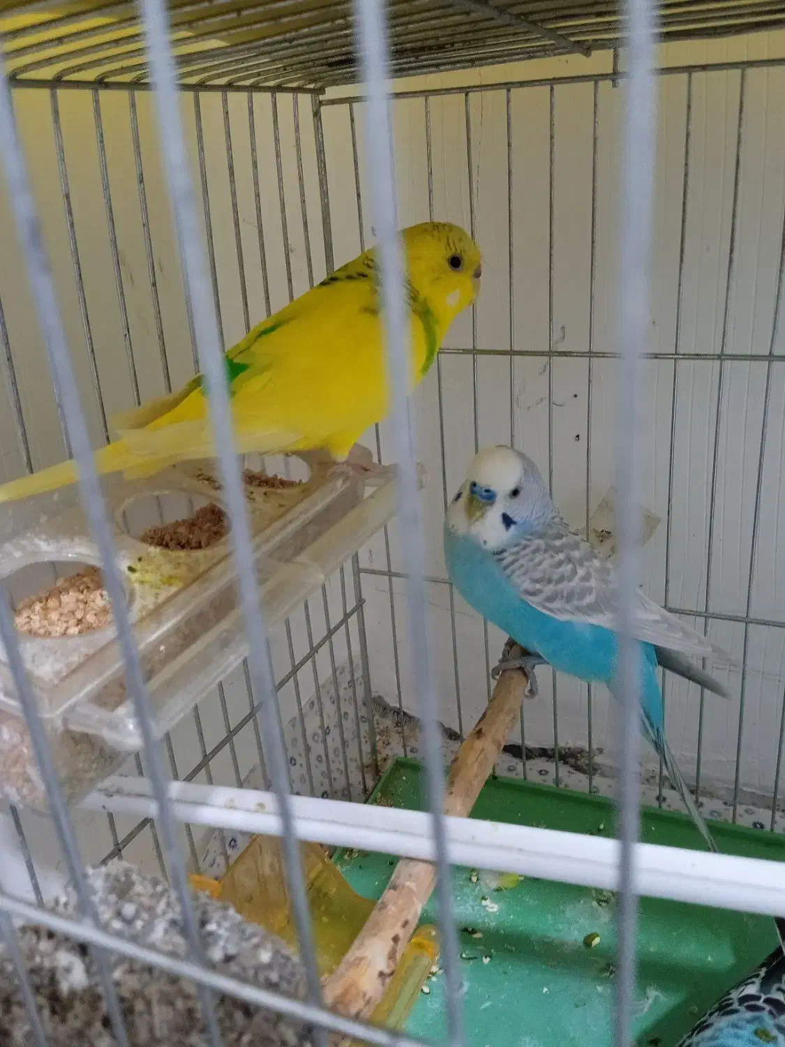 مرغ عشق تخمگذار|پرنده|خلیفان, |دیوار