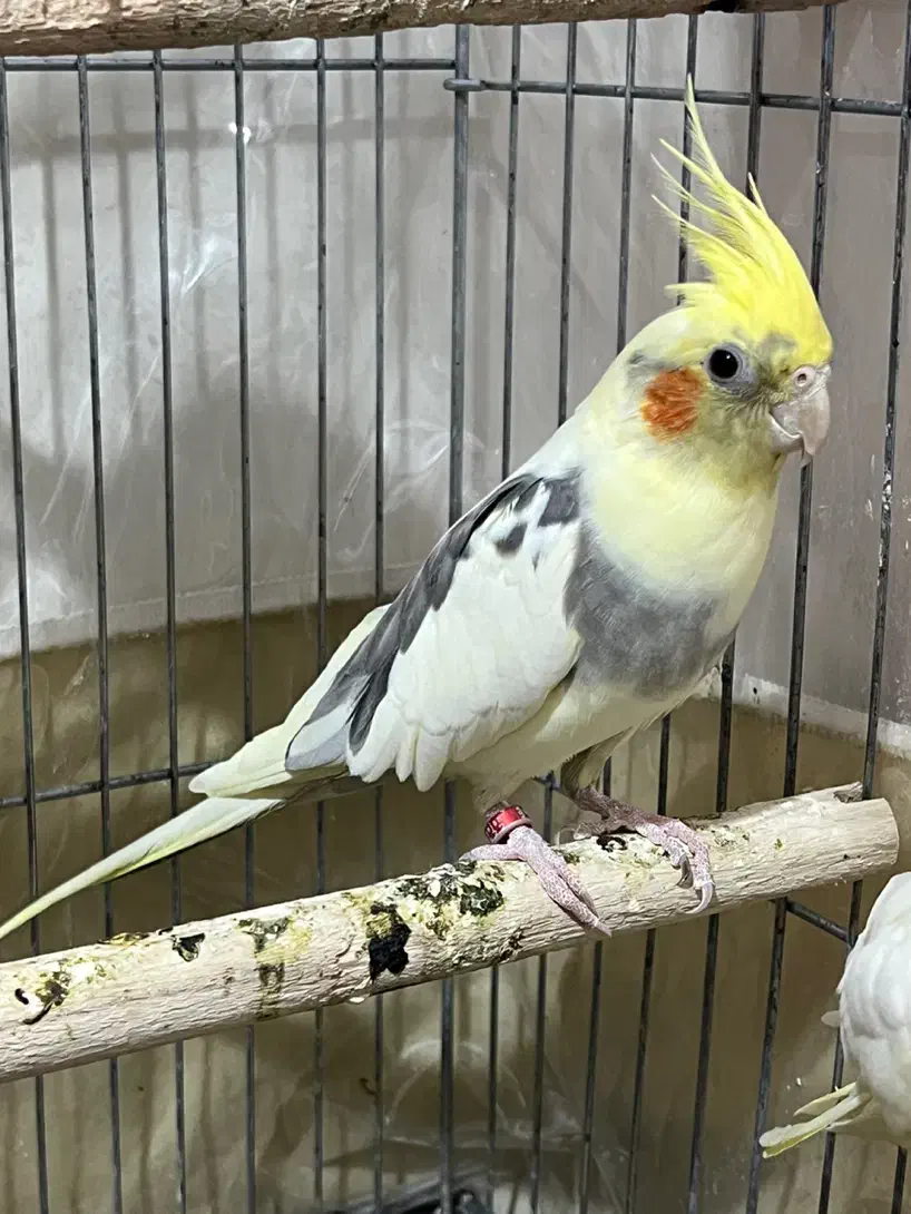 عروس هلندی ۵ تخم|پرنده|انار, |دیوار