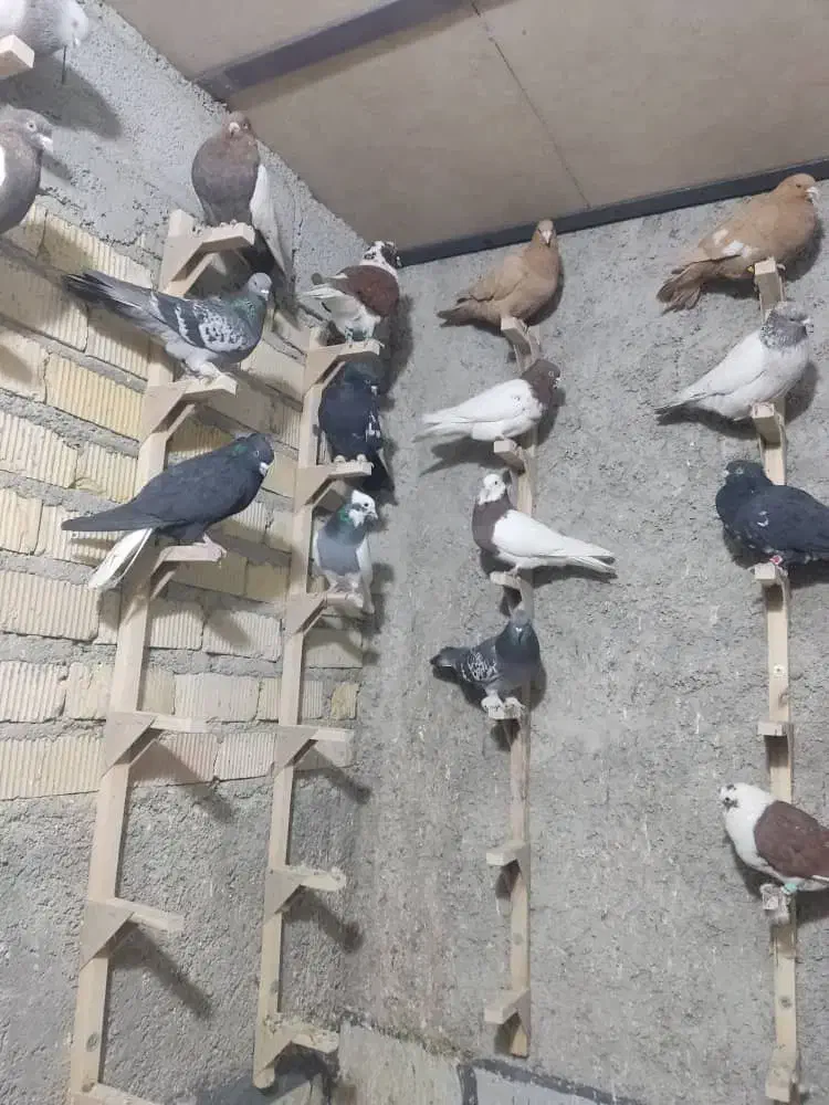 کفتر|پرنده|شیراز, شهرک صادقیه|دیوار