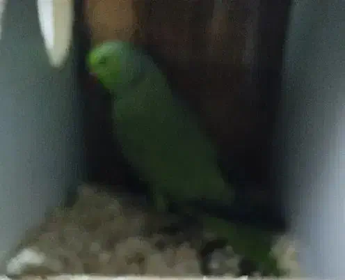 جفت طوطی ملنگو|پرنده|بندر امام خمینی, |دیوار