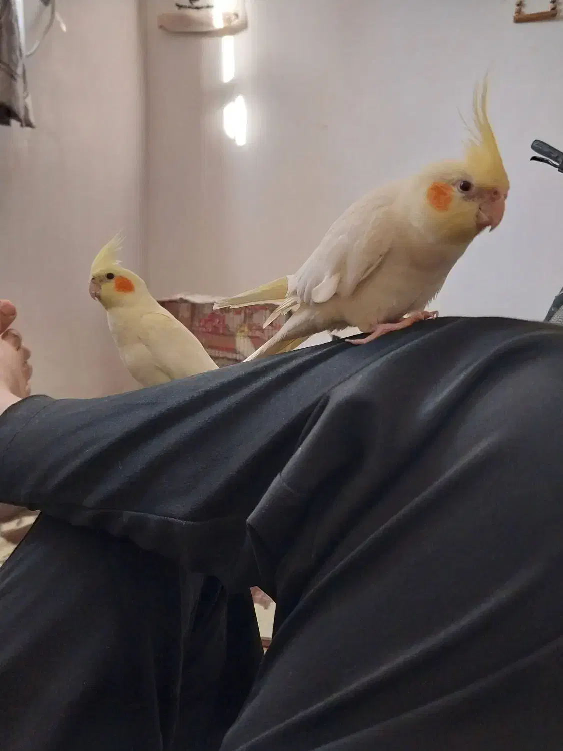 عروس هلندی ۴ عدد|پرنده|اهواز, شهرک الهیه|دیوار