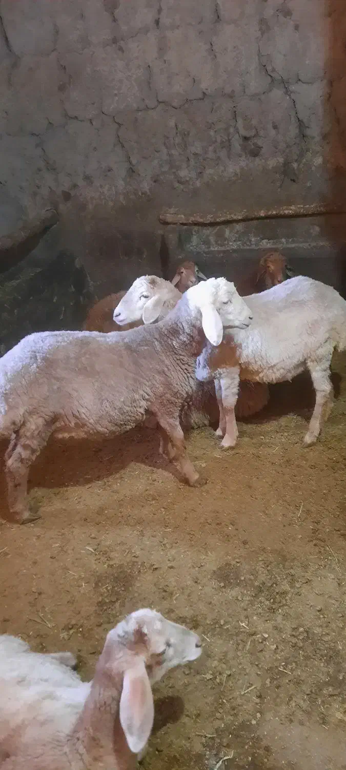 گوسفند|حیوانات مزرعه|ارشق, |دیوار