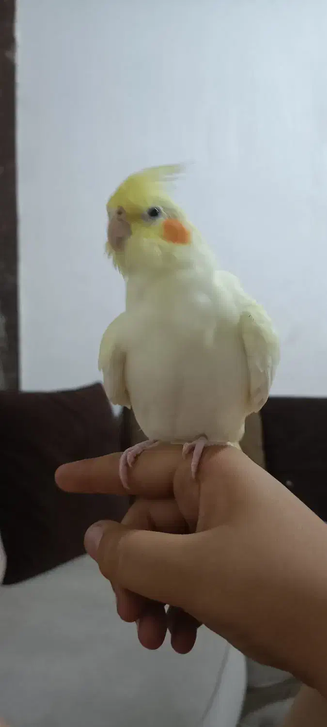 عروس هلندی|پرنده|تهران, درب دوم|دیوار