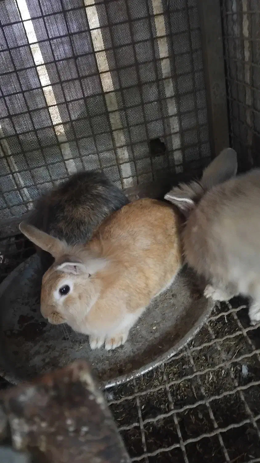 خرگوش لپ|موش و خرگوش|سنگر, |دیوار