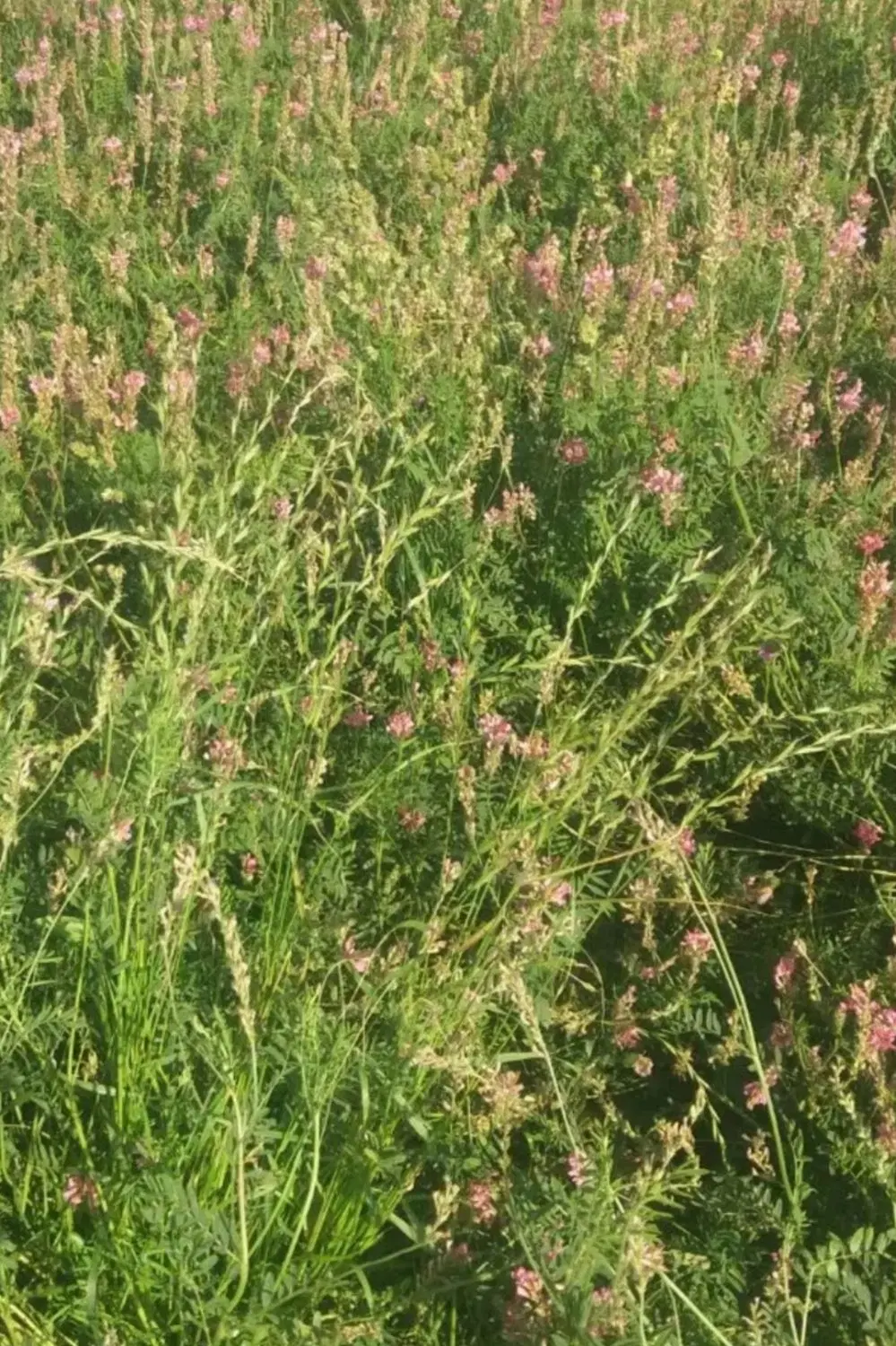 یونجه|گل و گیاه طبیعی|اردبیل, |دیوار