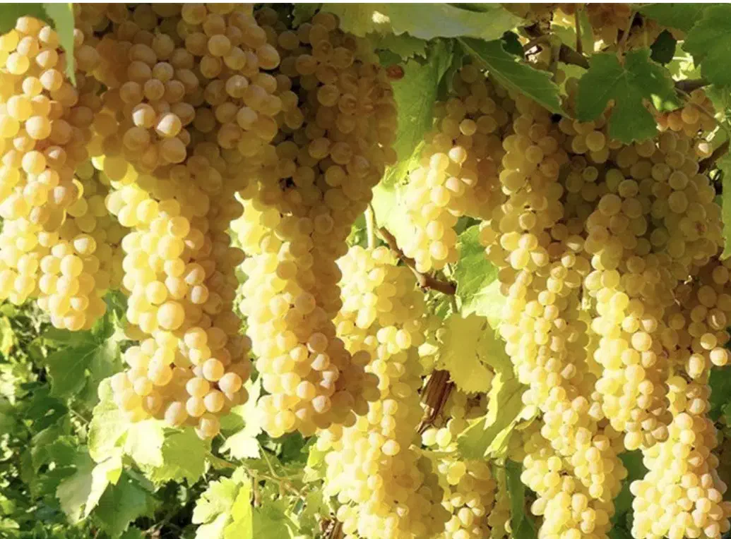 باغ انگور 1 هکتاری با چاه آب هر ۹ روز ۱۴ ساعت آب|فروش دفتر صنعتی، کشاورزی، تجاری|ملایر, |دیوار