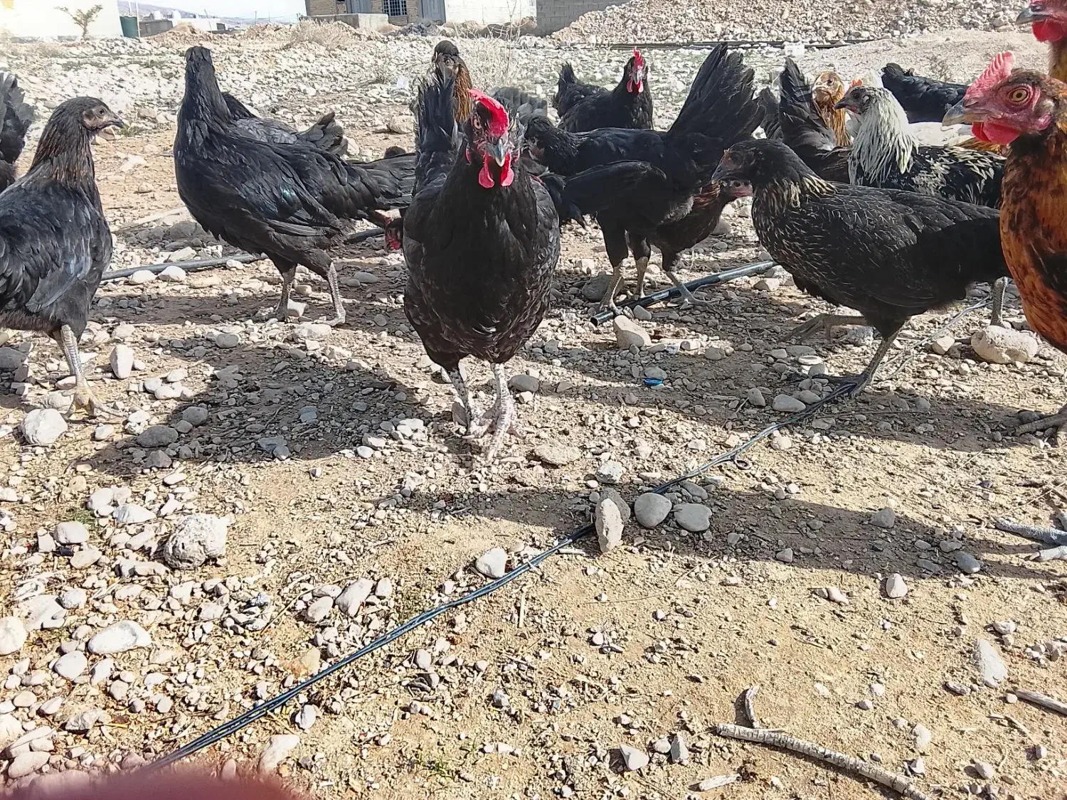 جوجه مرغ محلی|حیوانات مزرعه|داراب, |دیوار