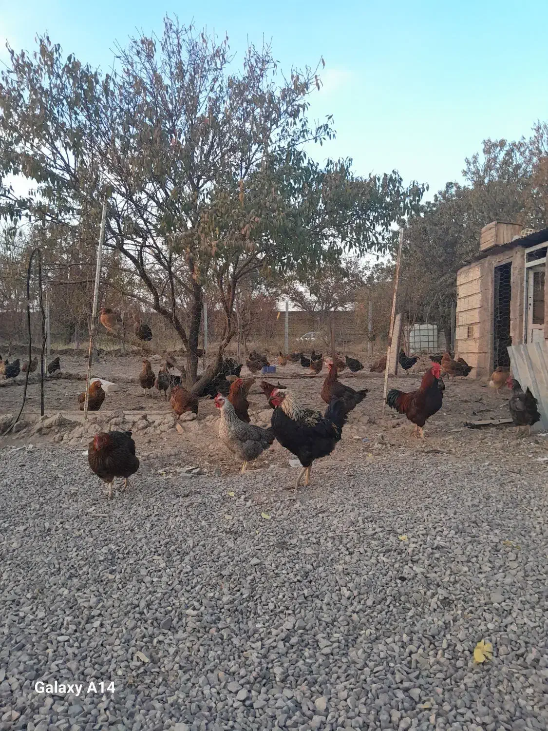 فروش مرع محلی با قیمت مناسب|حیوانات مزرعه|الوند, |دیوار