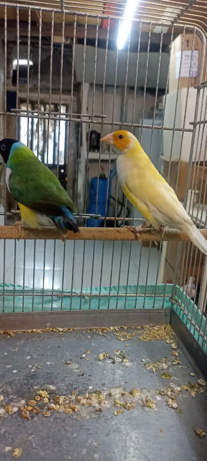 ((فنچ گلدین ))|پرنده|تهران, بازار|دیوار