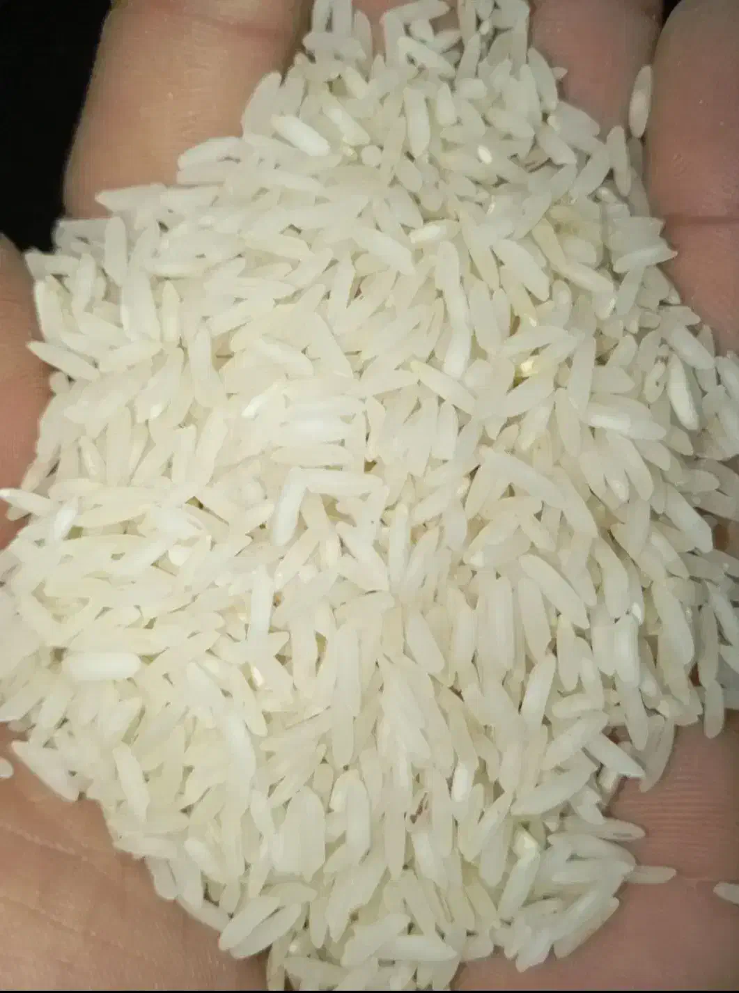 برنج هاشمی دره رود|خوردنی و آشامیدنی|قشلاق دشت, |دیوار