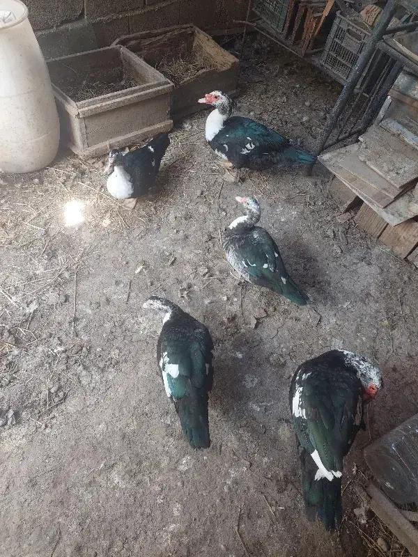 اردک خارجی (اسرائیلی) نر|حیوانات مزرعه|فاضل آباد, |دیوار