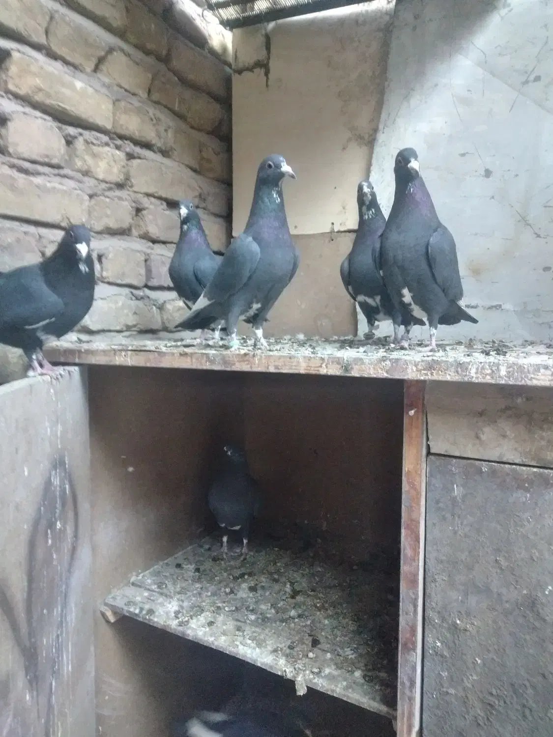 کبوتر پلنگ ماده|پرنده|کرمان, |دیوار