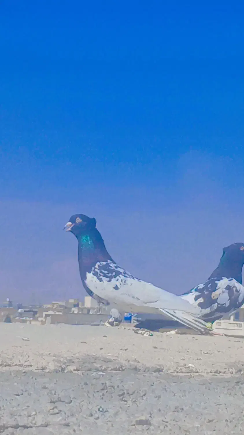 کله سیاه|پرنده|مرودشت, فاز دوم شهرک فرهنگیان|دیوار