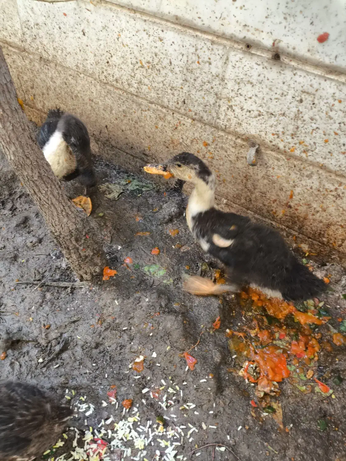 اوردک|حیوانات مزرعه|تهران, مسعودیه|دیوار