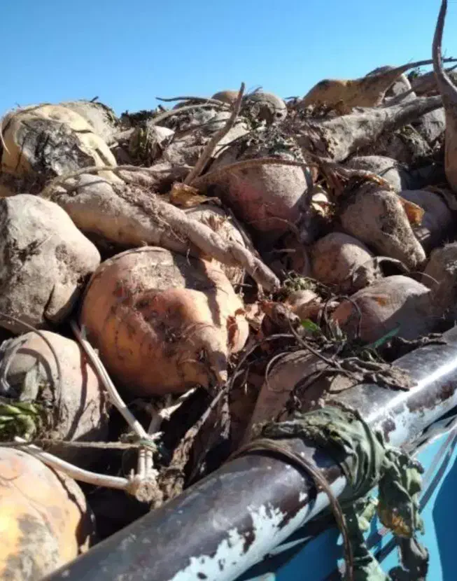 فروش چغندر دامی|حیوانات مزرعه|خوسف, |دیوار