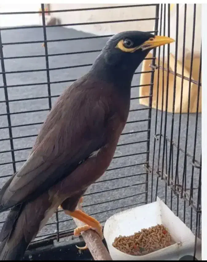 مینا افغان درشت|پرنده|مشهد, نوده|دیوار