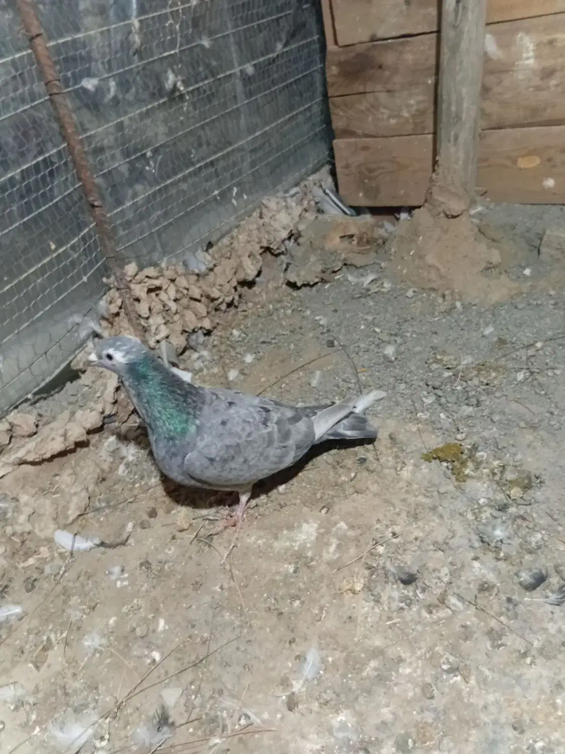 یک جفت کفتر سرور|پرنده|گلبهار, بیزکی|دیوار