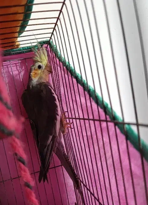 عروس هلندی طوسی نر|پرنده|رشت, پیرکلاچای|دیوار