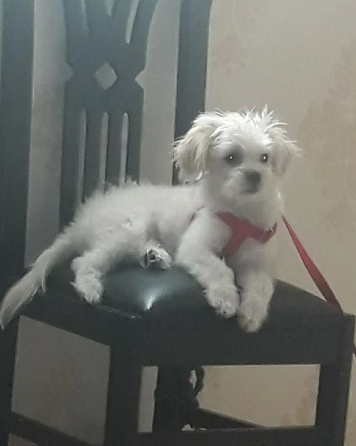 واگذاری سگ|سگ|پاکدشت, پاکدشت (مامازند)|دیوار