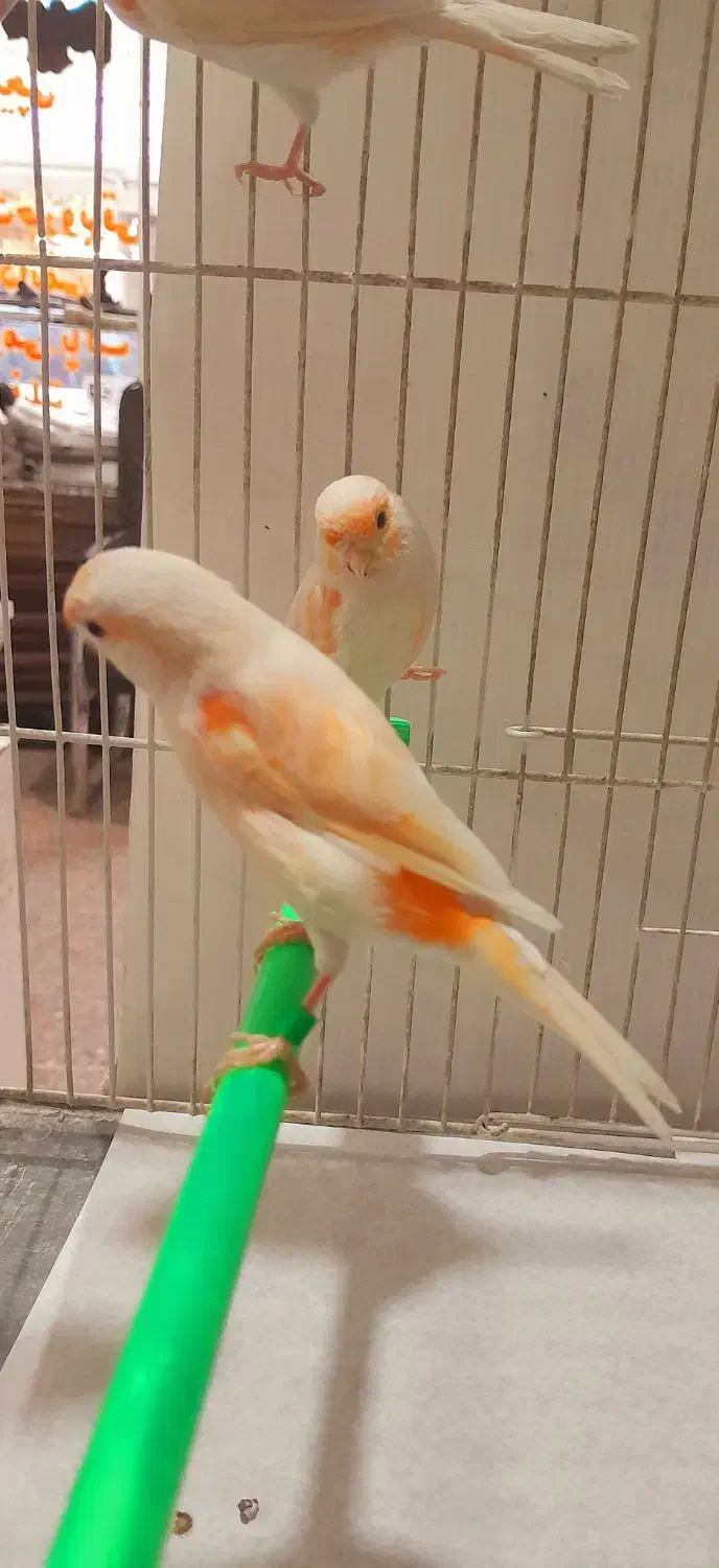 قناری نر و ماده اماده|پرنده|مشهد, هفده شهریور|دیوار