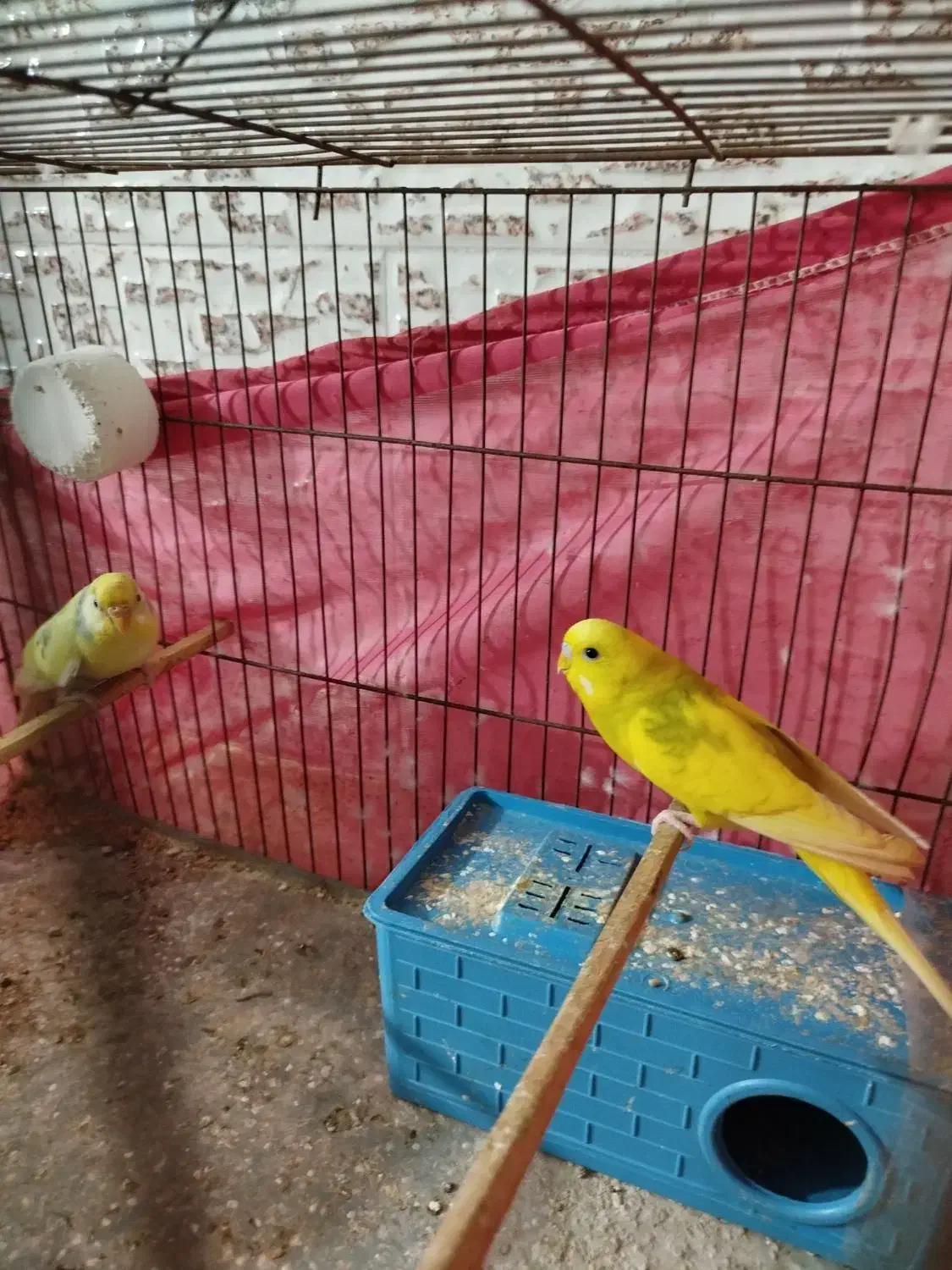 جفت مرغ عشق مولد|پرنده|بندرعباس, |دیوار