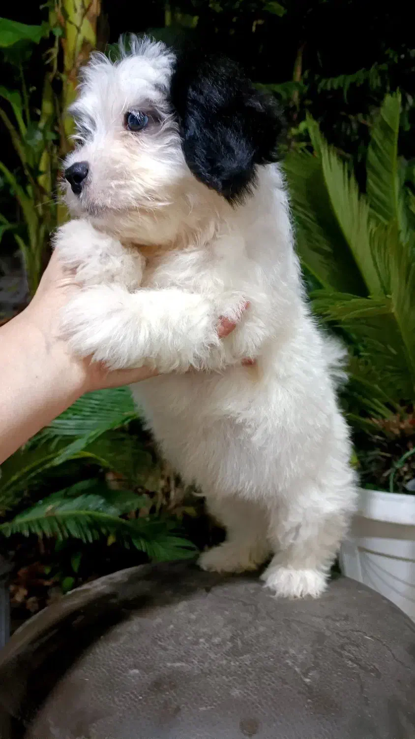 واگذاری سگ پشمالو ۲ عدد ق مت۵|سگ|کوچصفهان, |دیوار