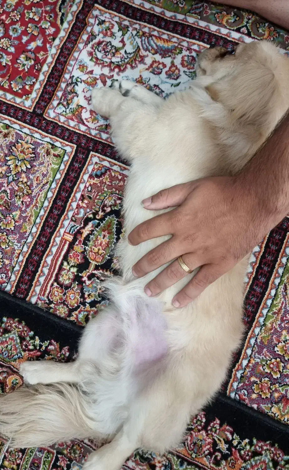 سگ کوچولو میکس پودل|سگ|کرمانشاه, |دیوار